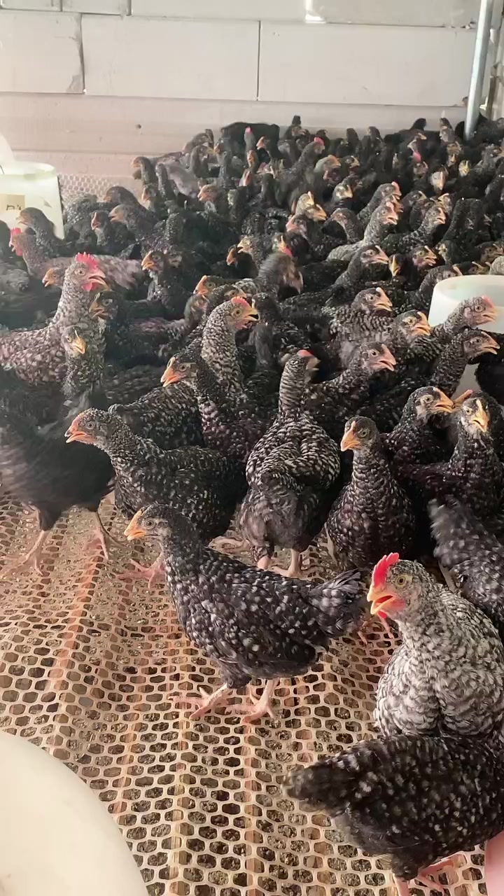 纯种芦花鸡公母都有公鸡肉质鲜美母鸡产蛋多