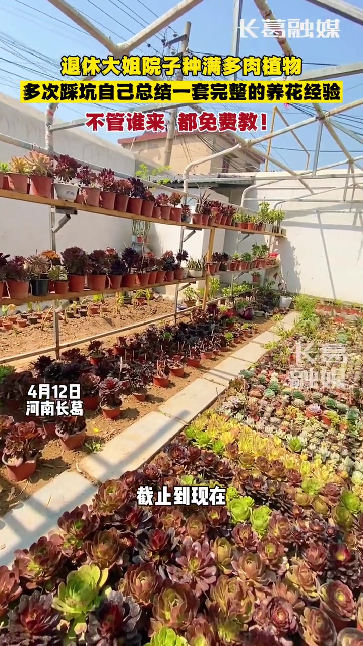 坡胡镇坡东社区一退休大姐院子种满多肉植物,多次踩坑自己总结一套完整的养花经验,不管谁来,都