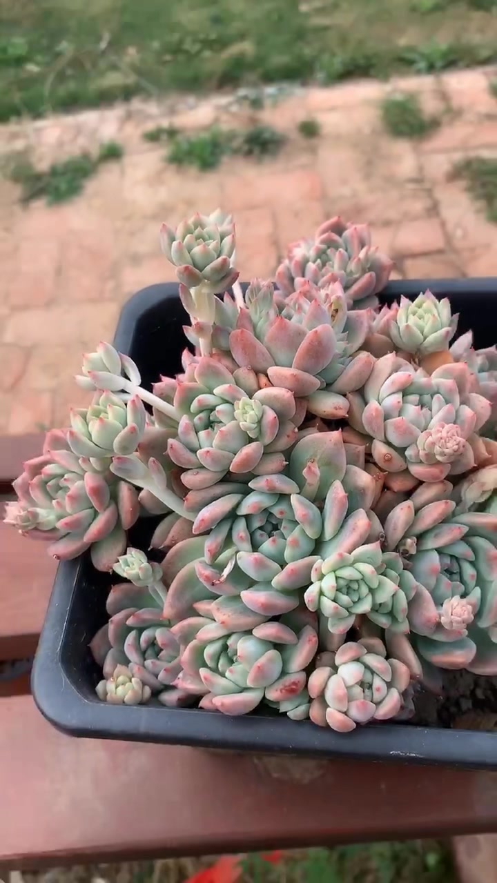 多肉红宝石朱砂痣霜花洛神等多肉植物