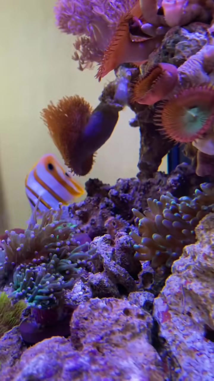 小鱼悠闲地水中游