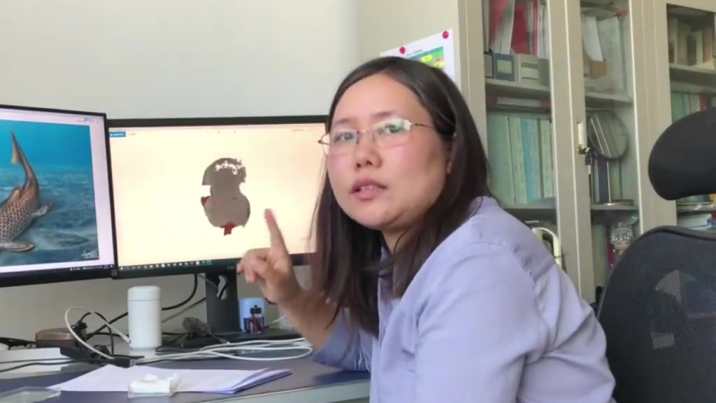 【中国研究团队发现3.9亿年前肺鱼化石】4月12日下午,中科院古脊椎所乔妥副研究员接受中新