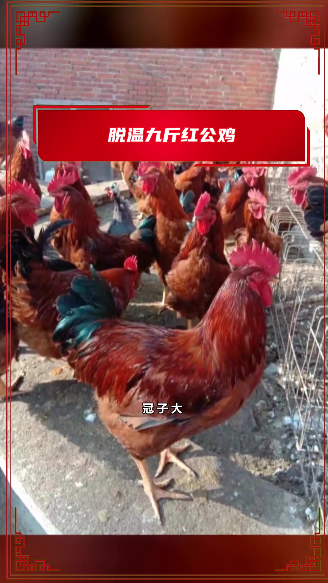 什么样的红玉鸡苗抗病力强吗?