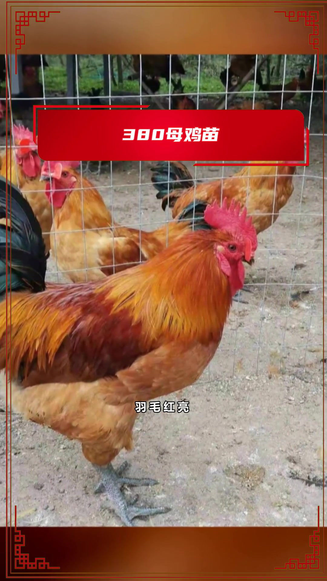 你知道什么样的鸡苗成活率高?