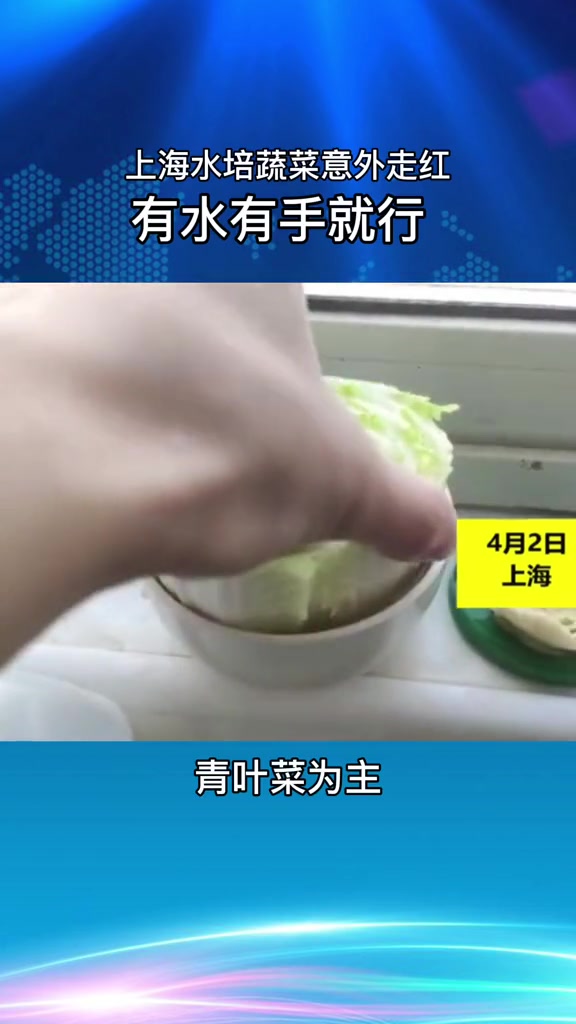 上海水培蔬菜意外走红,有水有手就行,青叶菜为主
