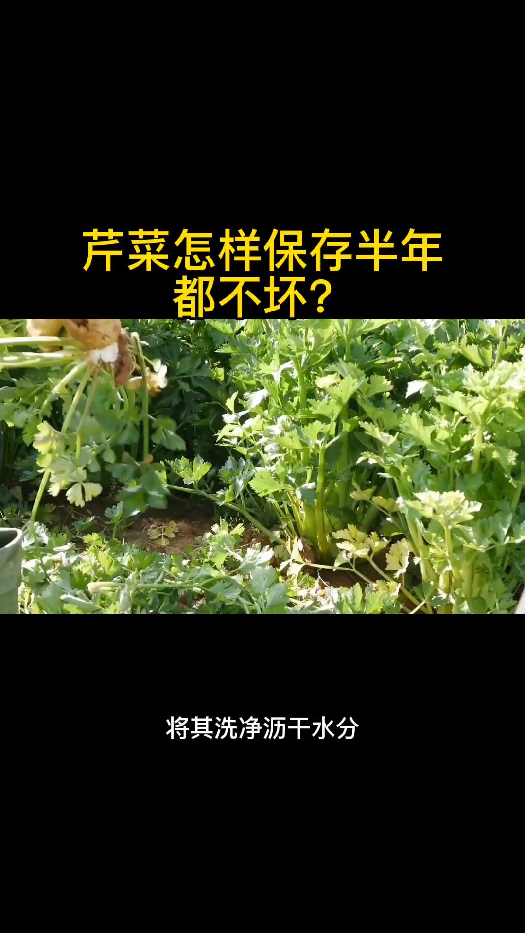 芹菜怎样保存半年都不坏?
