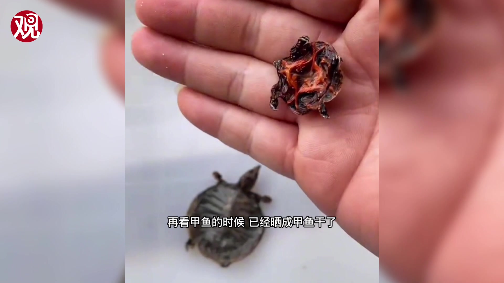爸爸做志愿者忘记照顾小甲鱼,一星期后……
