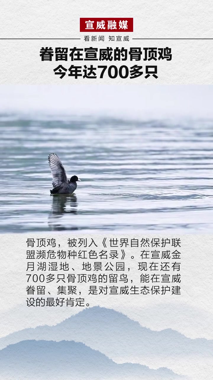 能在宣威眷留越来越多的骨顶鸡,是对宣威生态保护建设的最好肯定。珍爱动物保护动物 爱鸟护鸟
