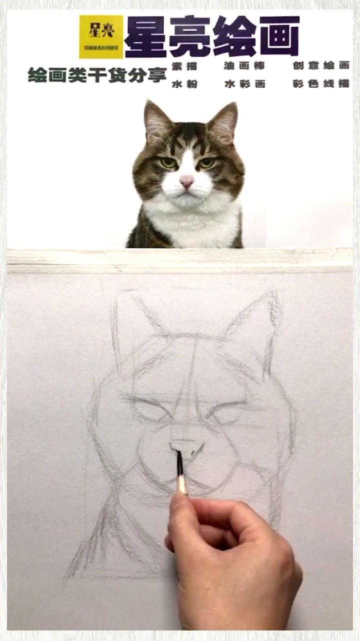 素描动物猫咪绘画