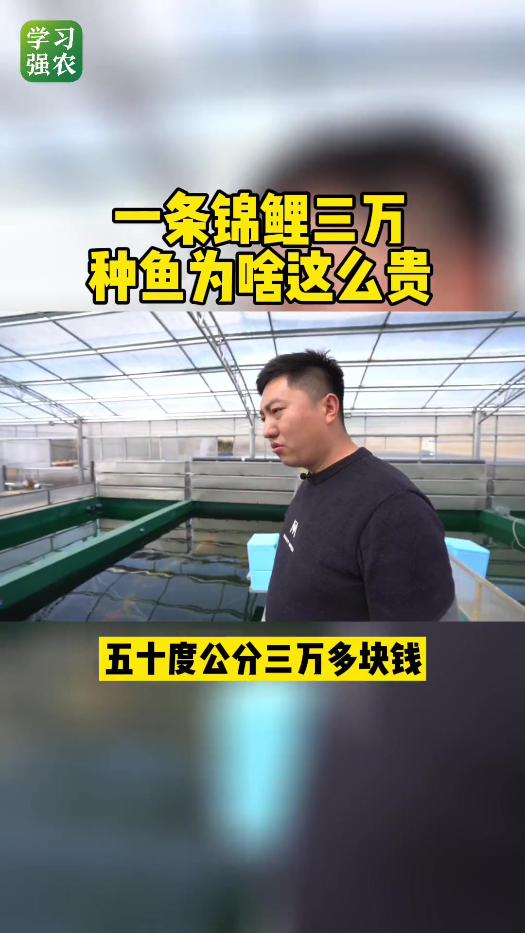 一条锦鲤三万 种鱼为啥这么贵?观赏鱼