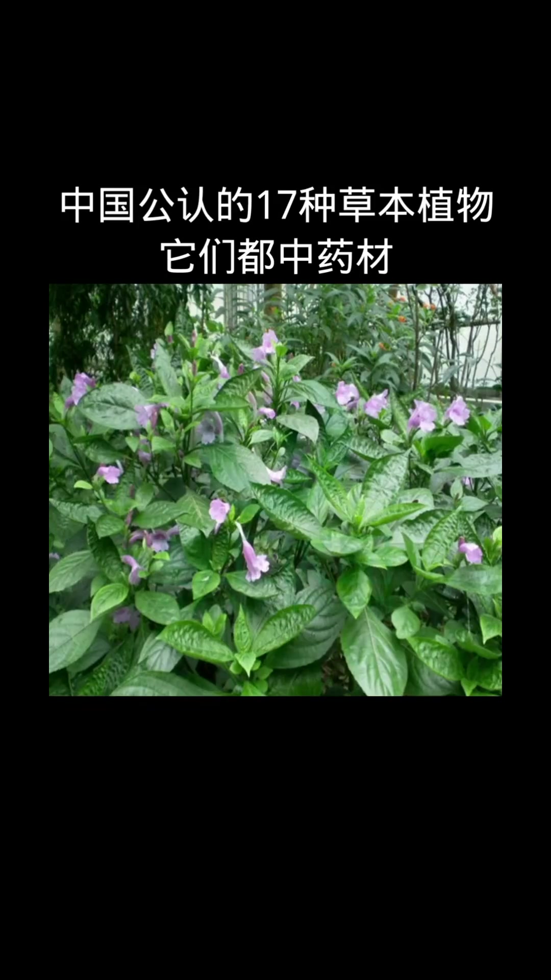 通过公认的17味草本植物,他们竟然是中药材