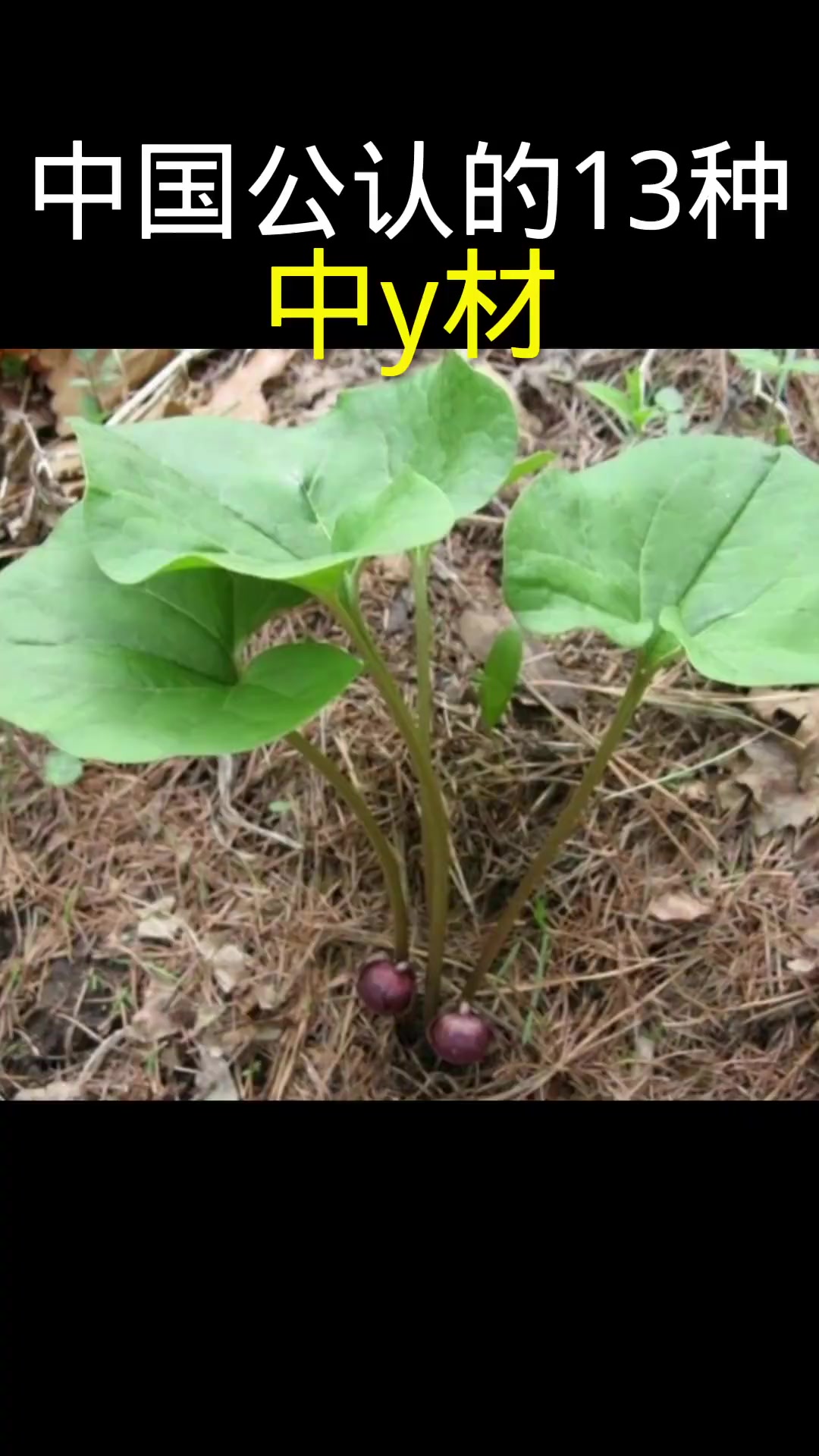 中国公认的13种中药材