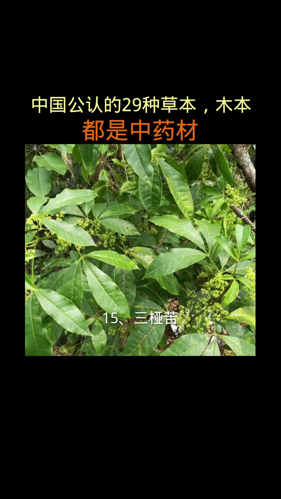 29中草本木本,他们的名称你知道吗