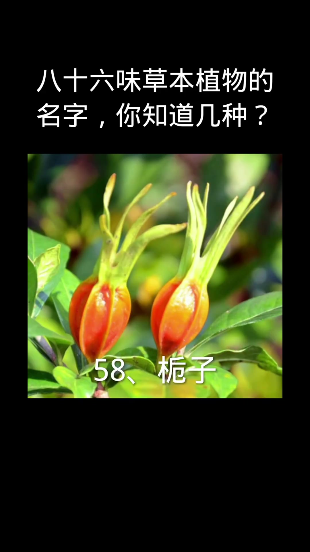 八十六味草本植物的名字有多少人知道.