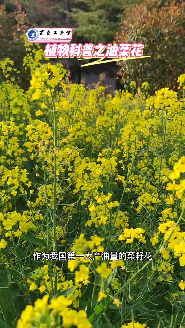 不会还有人不知道油菜花吧?油菜花作为我国第一大产油量的菜籽花,也有着预防高血压的药用价值。