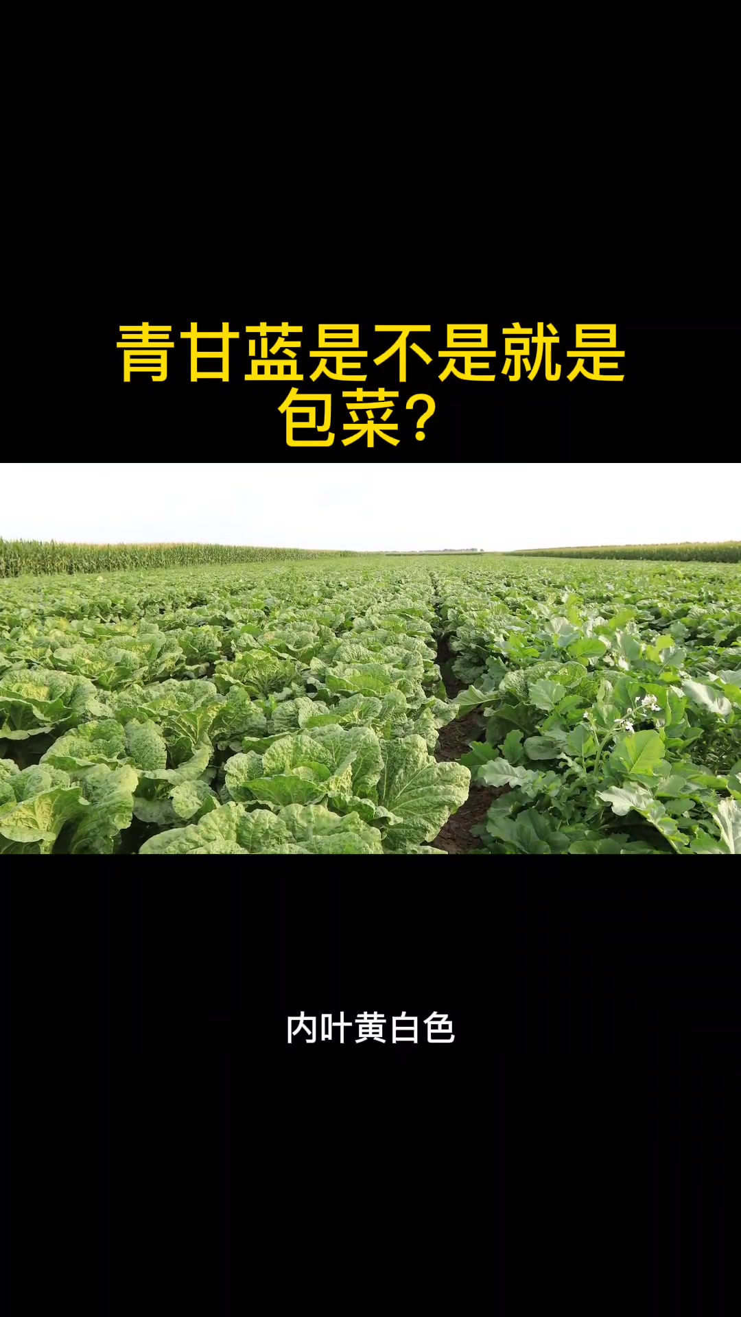 青甘蓝是不是就是包菜?
