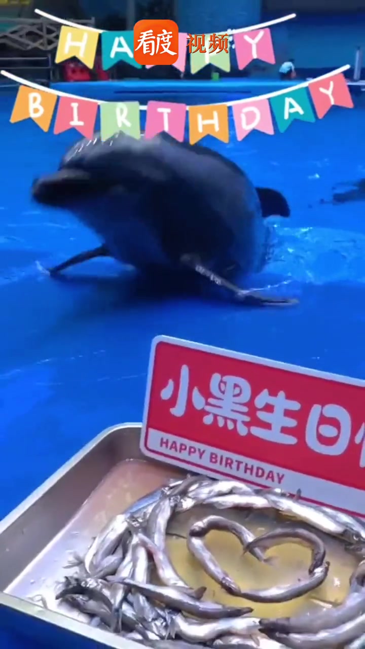 4月14日是 世界海豚日,在成都一海洋公园的海豚“小黑”吃上了生日蛋糕,并收到了暖心礼物