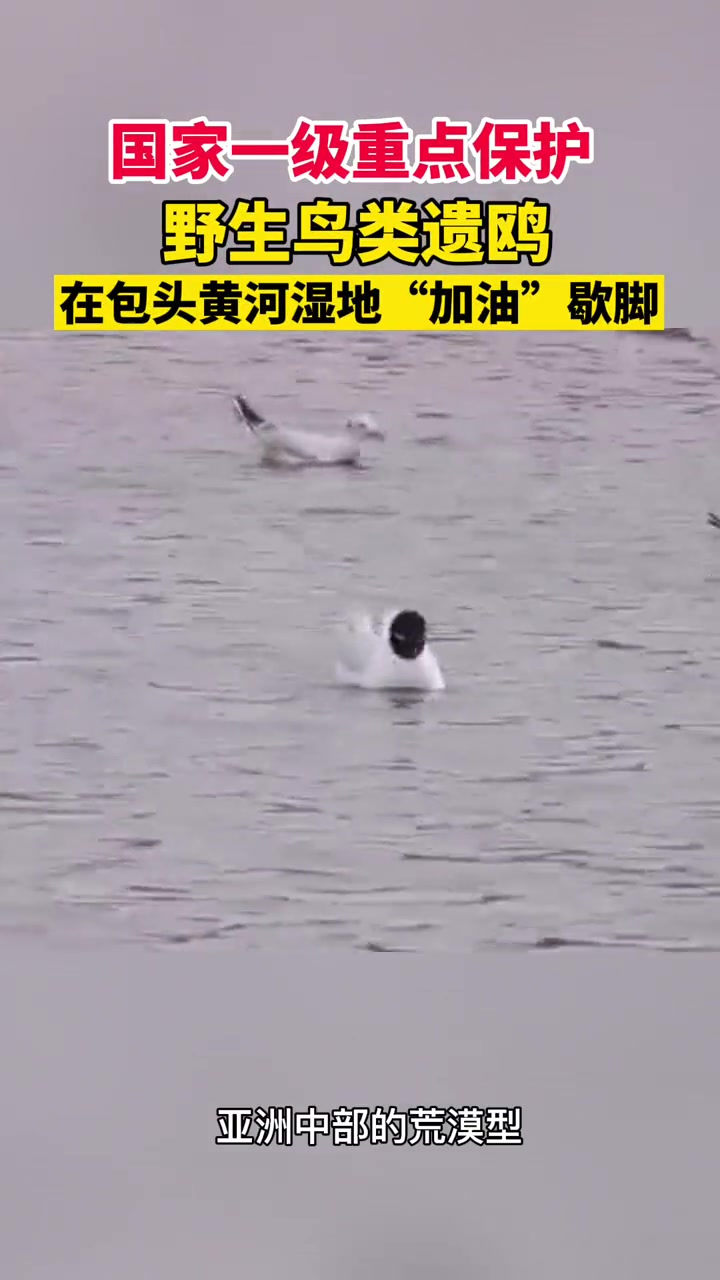 国家一级重点保护野生鸟类遗鸥在包头黄河湿地“加油”歇脚 包头 保护动物 保护鸟类 爱护大自