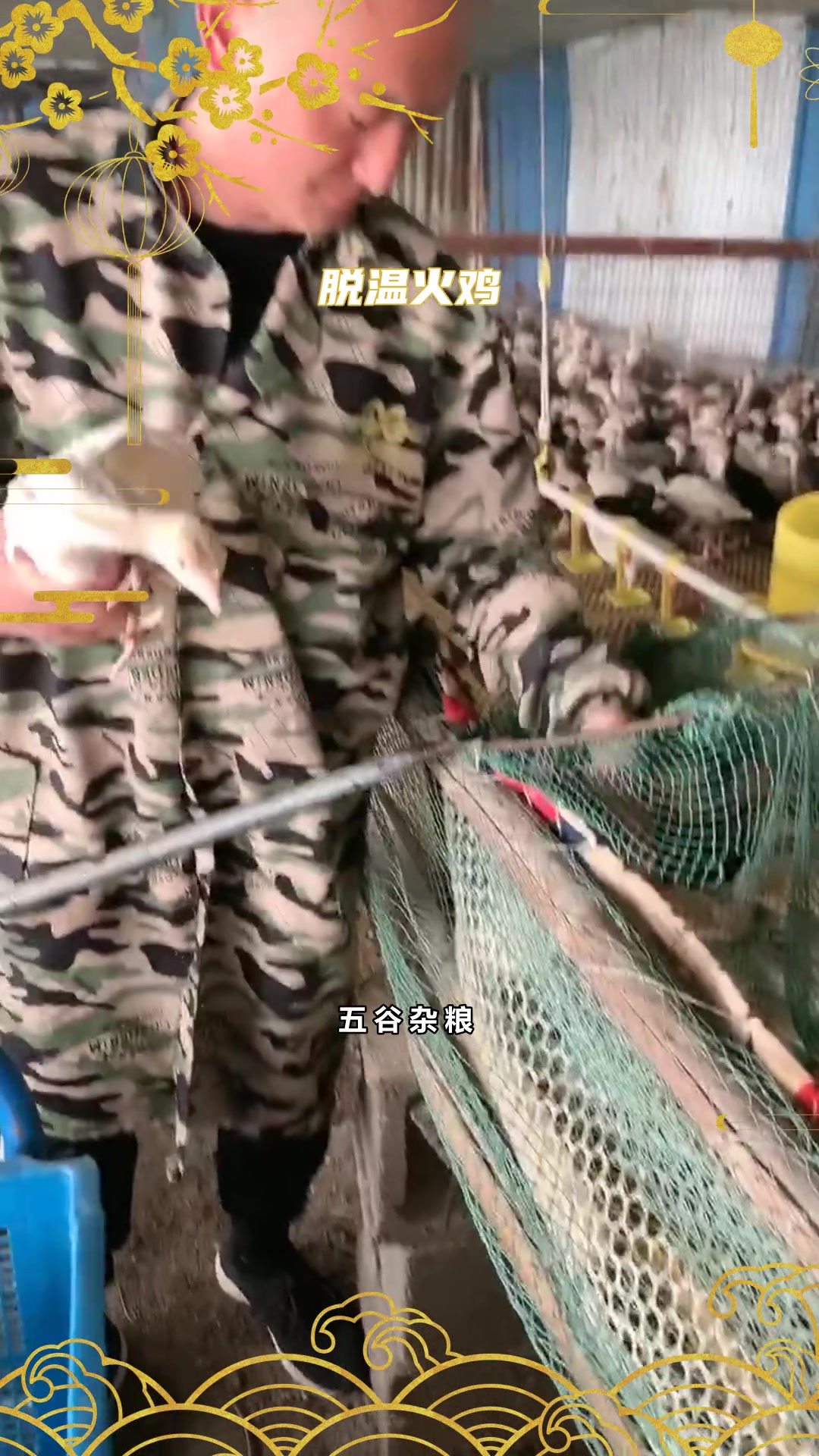尼古拉火鸡