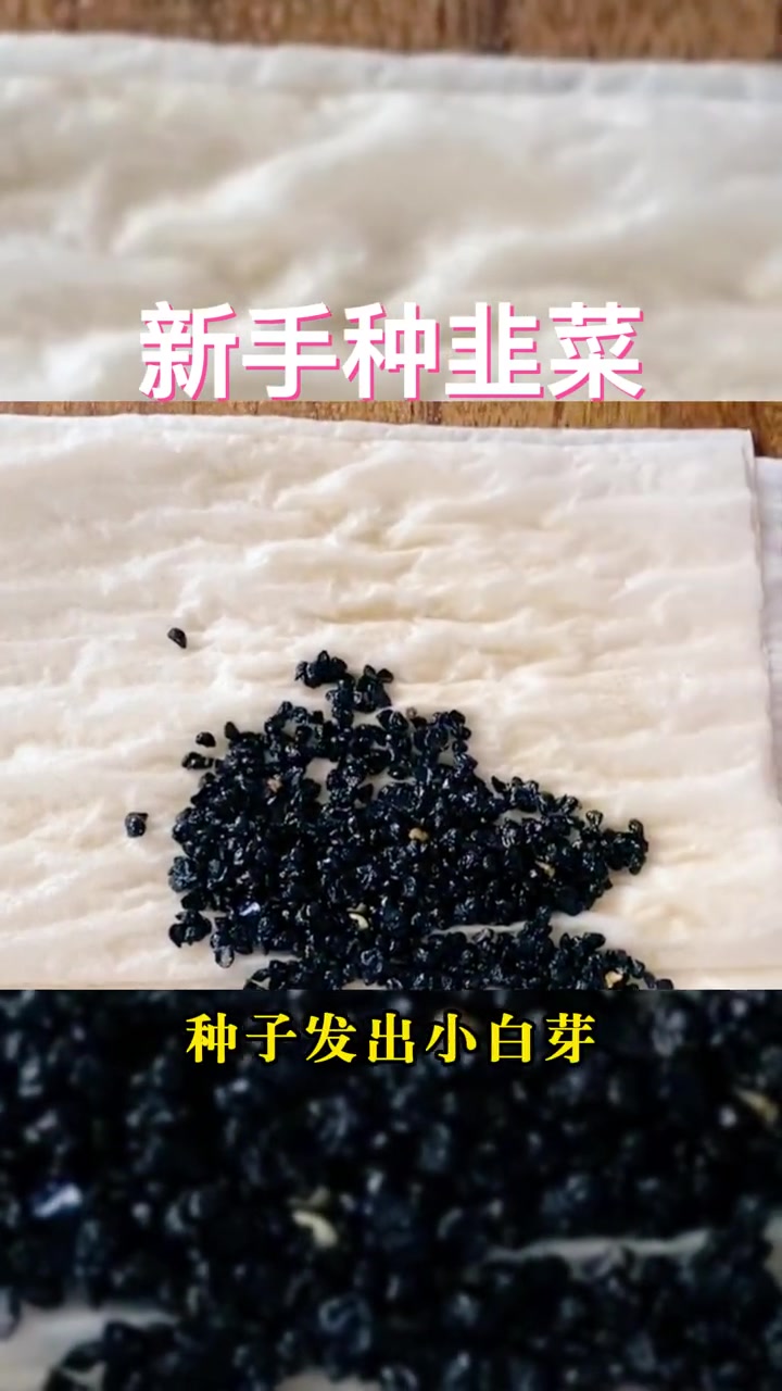 韭菜籽种植时间及方法