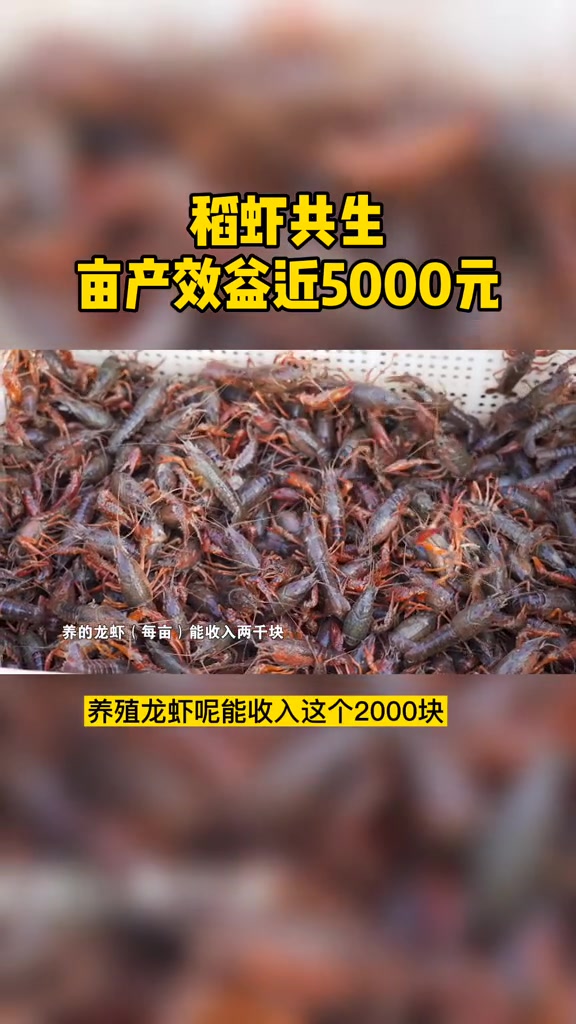 第22集|稻虾共生,亩产效益近5000元 虾稻共养