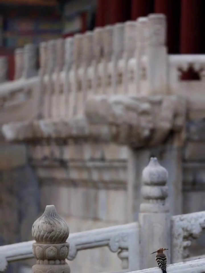 每一张都是壁纸,来自故宫春日里的美好 日晒花开,鱼翔鸟嬉。周末就要到了,分享春日故宫的勃勃