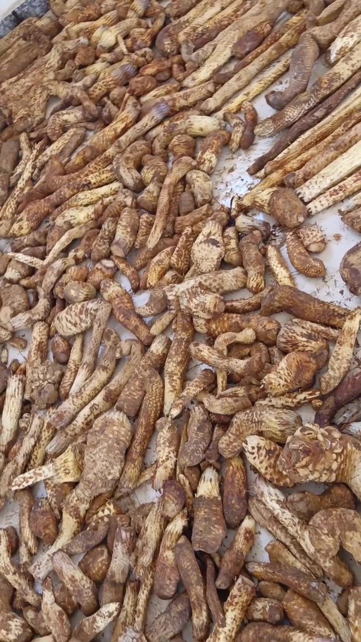 新鲜的野生肉苁蓉