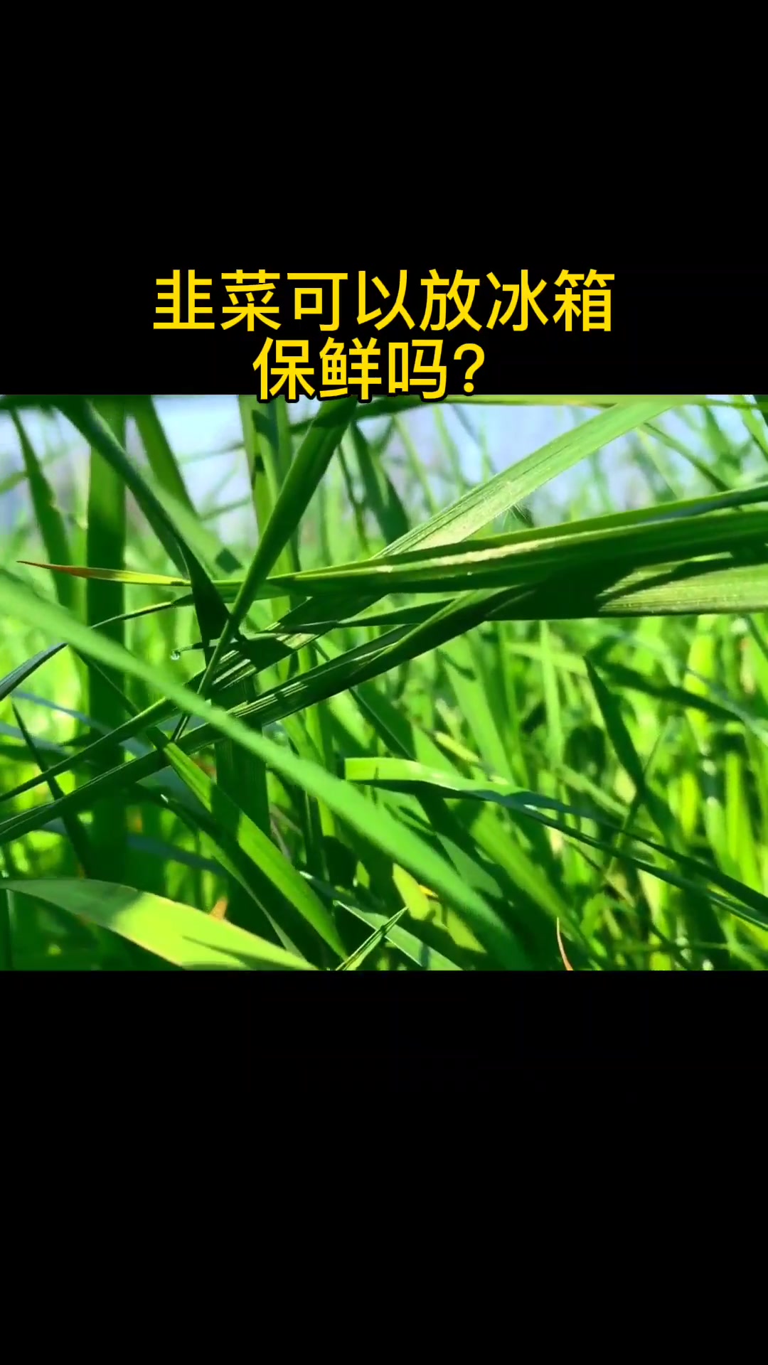 韭菜可以放冰箱保鲜吗?