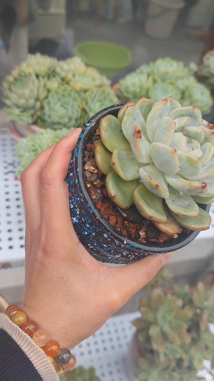 橙梦露因淋雨过度底部叶片出现化水,真是血的教训,花友别范同错
