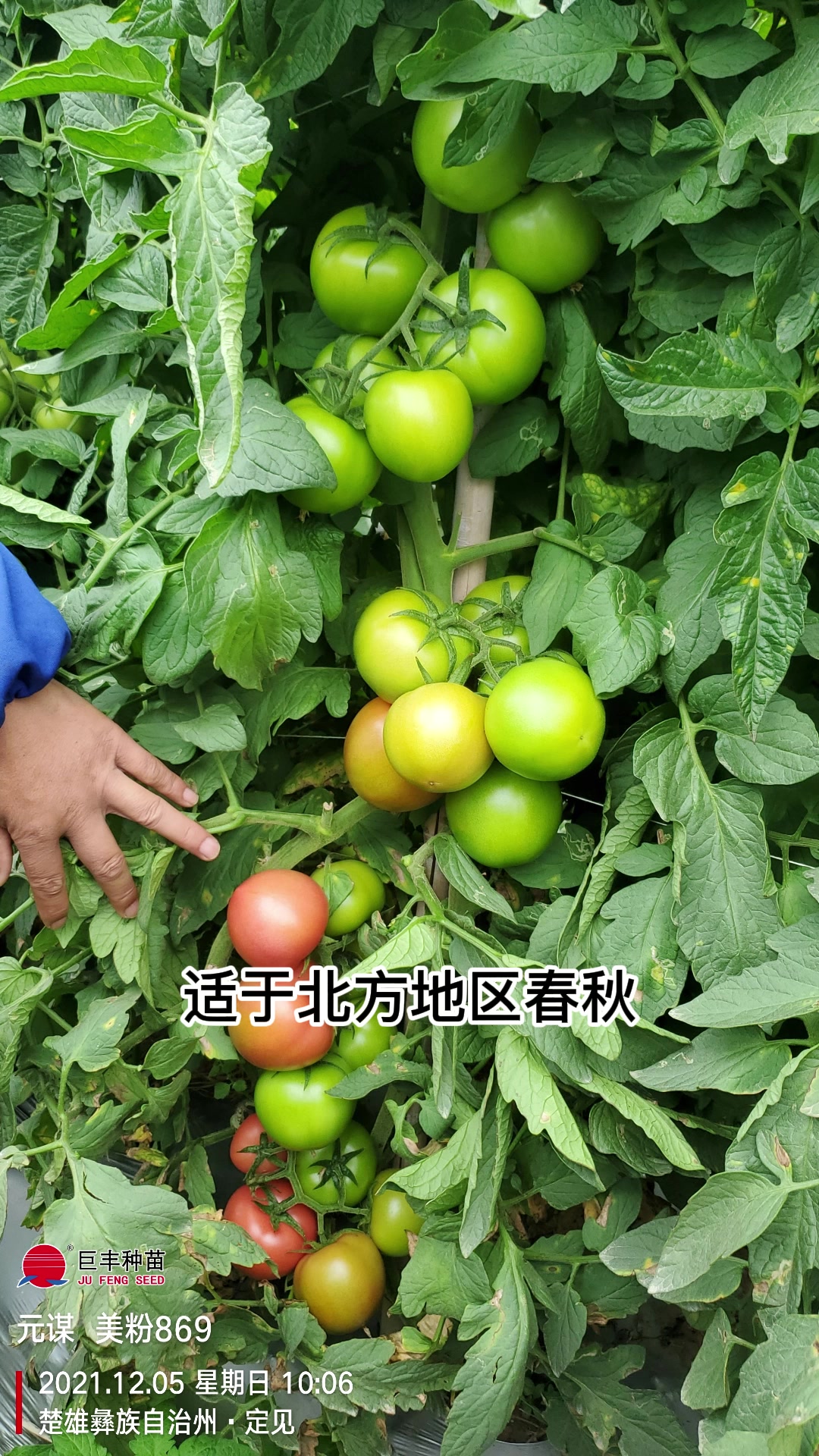 粉果番茄种子-蔬菜种子公司大量有货