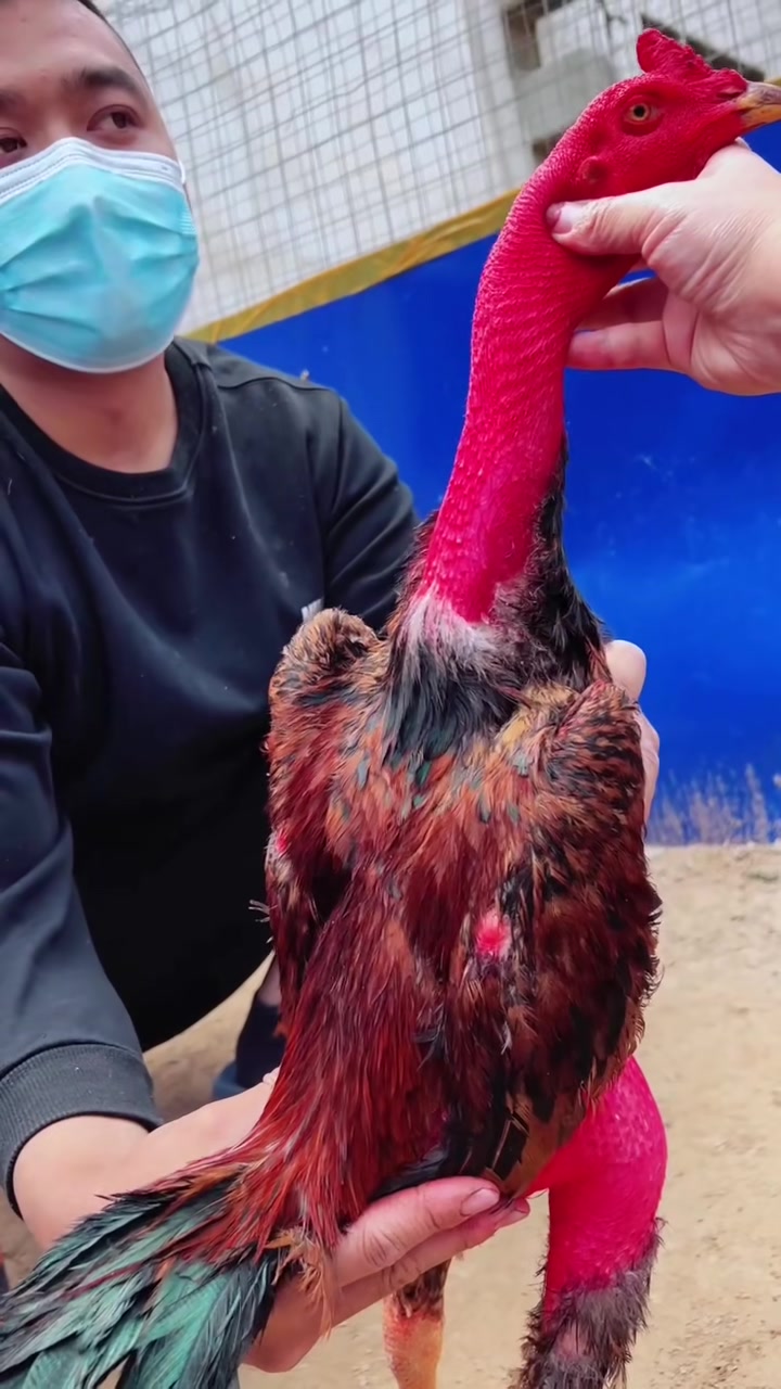 一只会打人的斗鸡