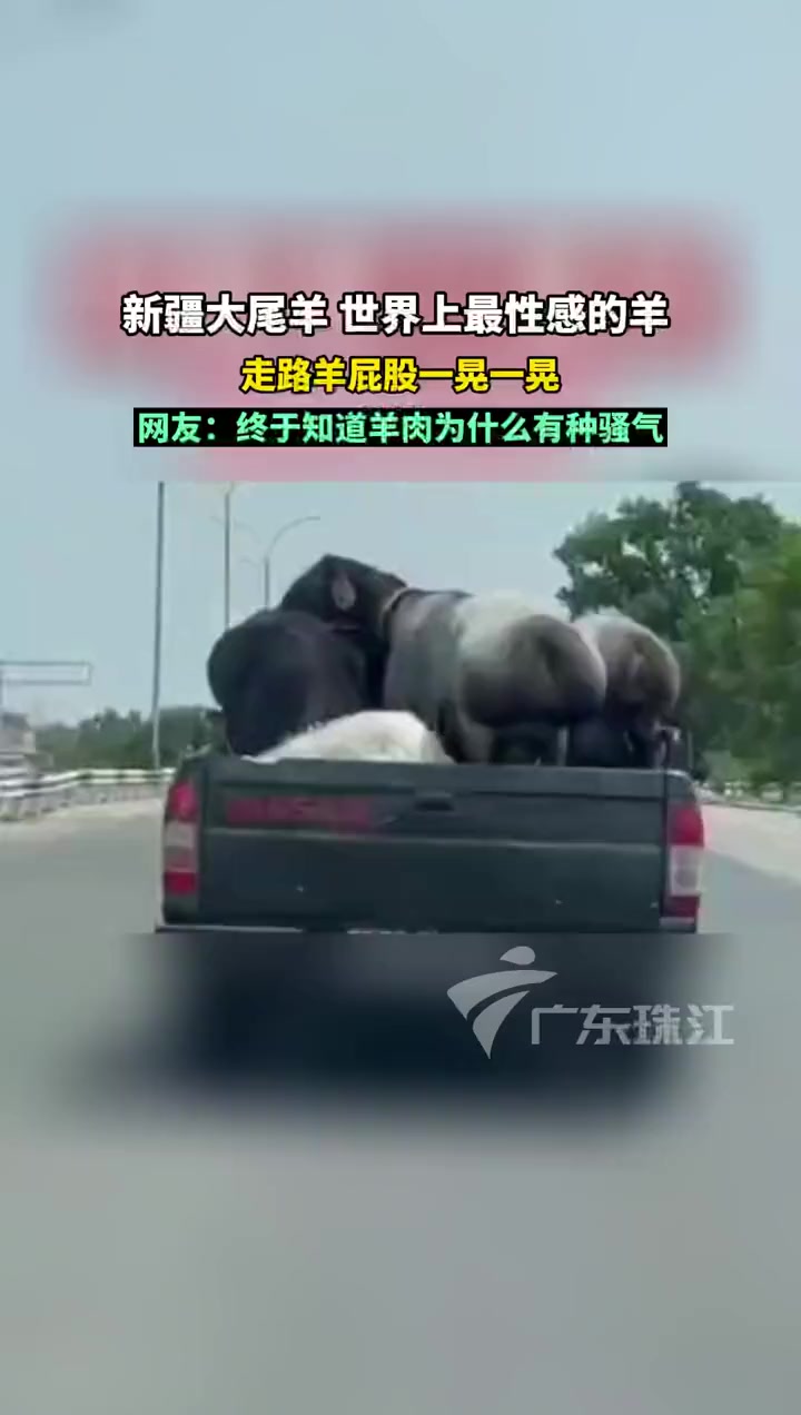 新疆大尾羊 被它的屁股可爱到了