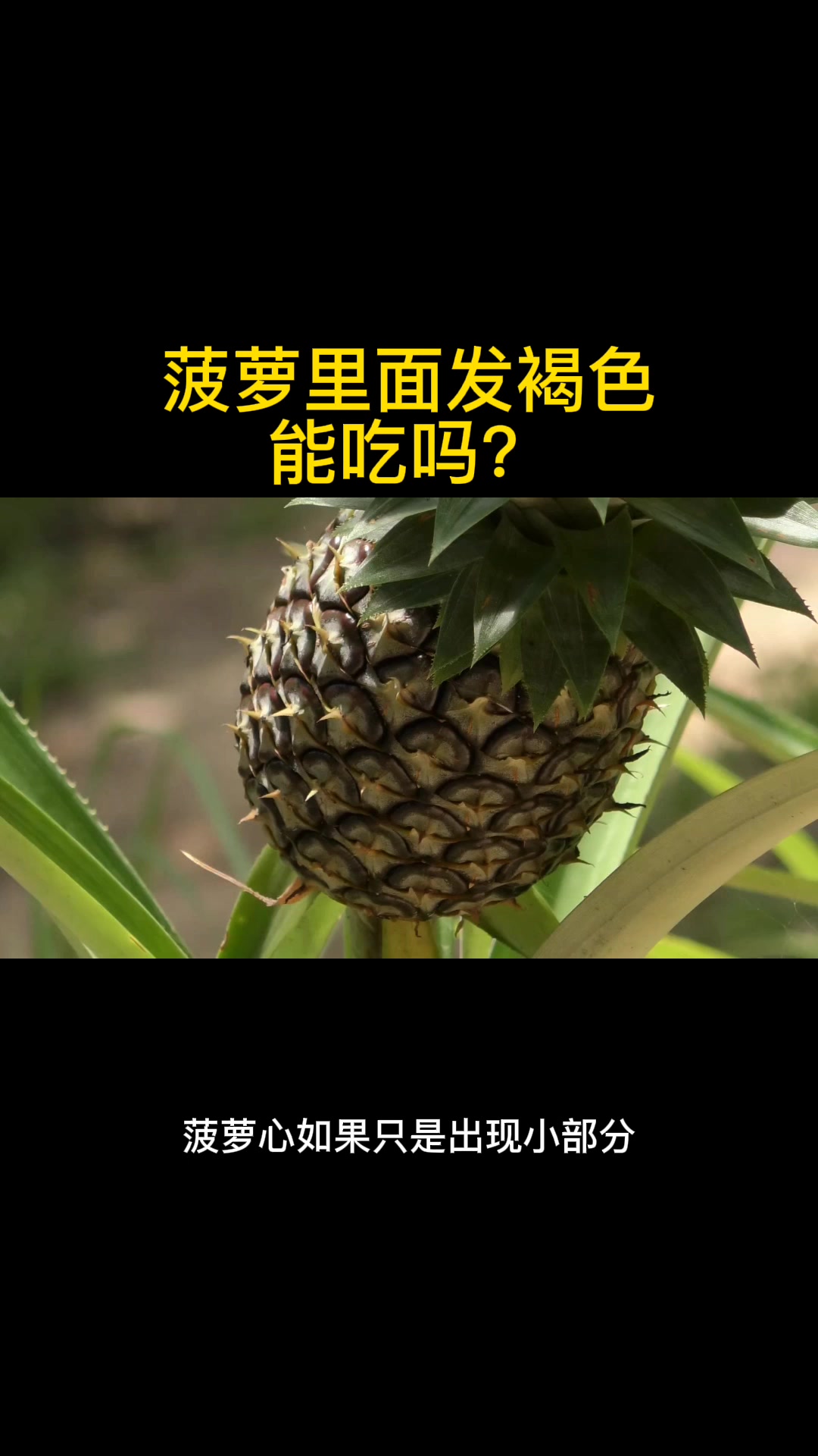 菠萝里面发褐色能吃吗?