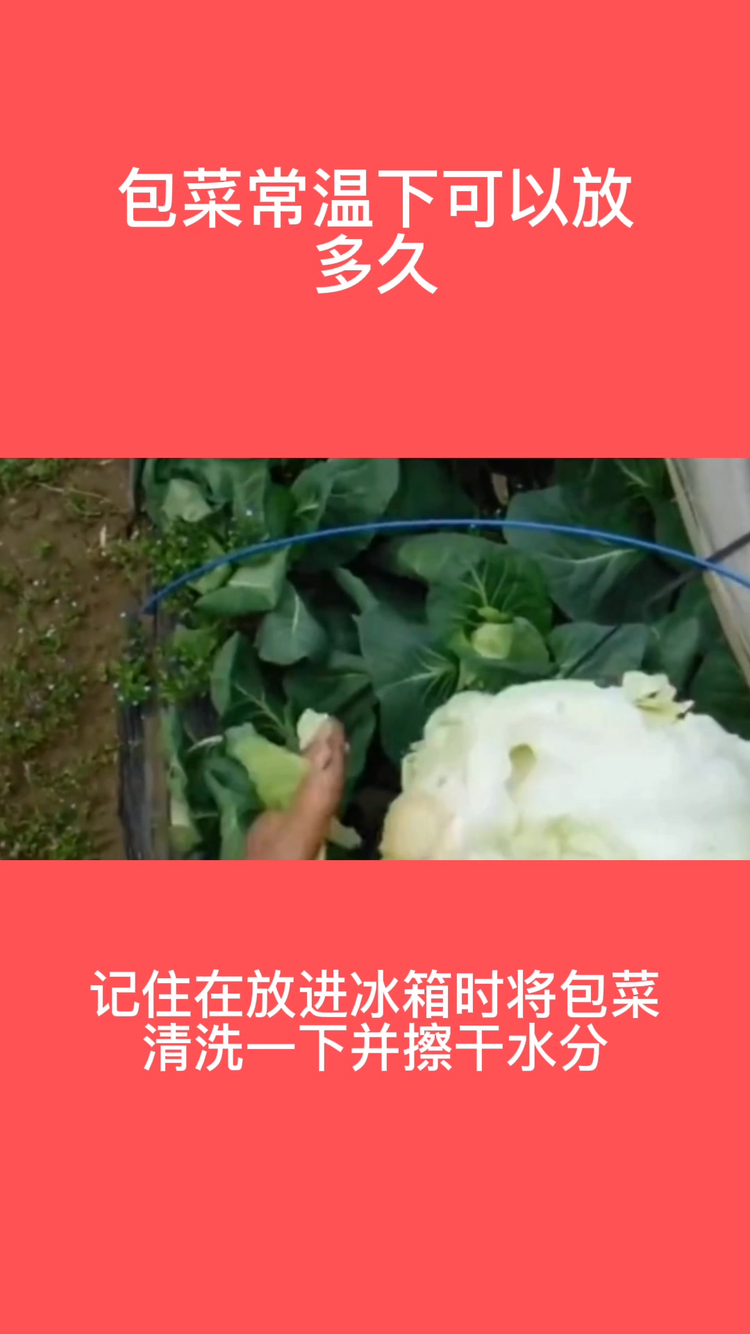 包菜常温下可以放多久