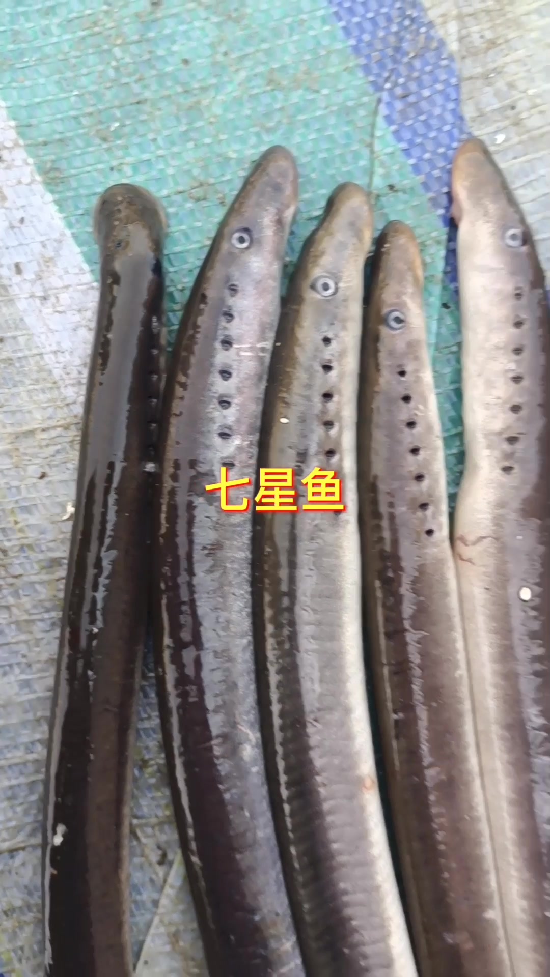 七星鱼也叫七鳃鳗