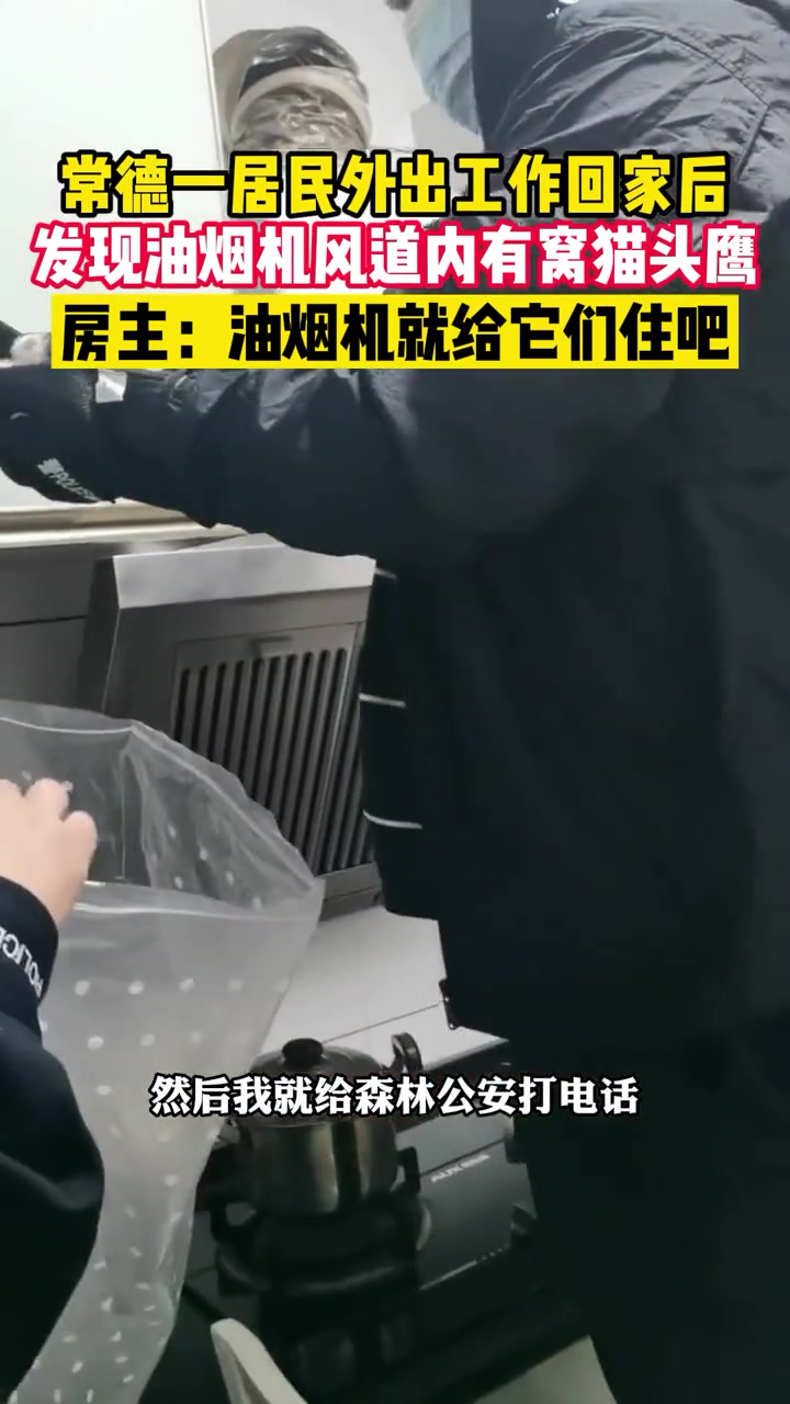常德一居民外出工作回家后发现油烟机风道内有窝猫头鹰,房主:油烟机就给它们住吧!常德一居民发