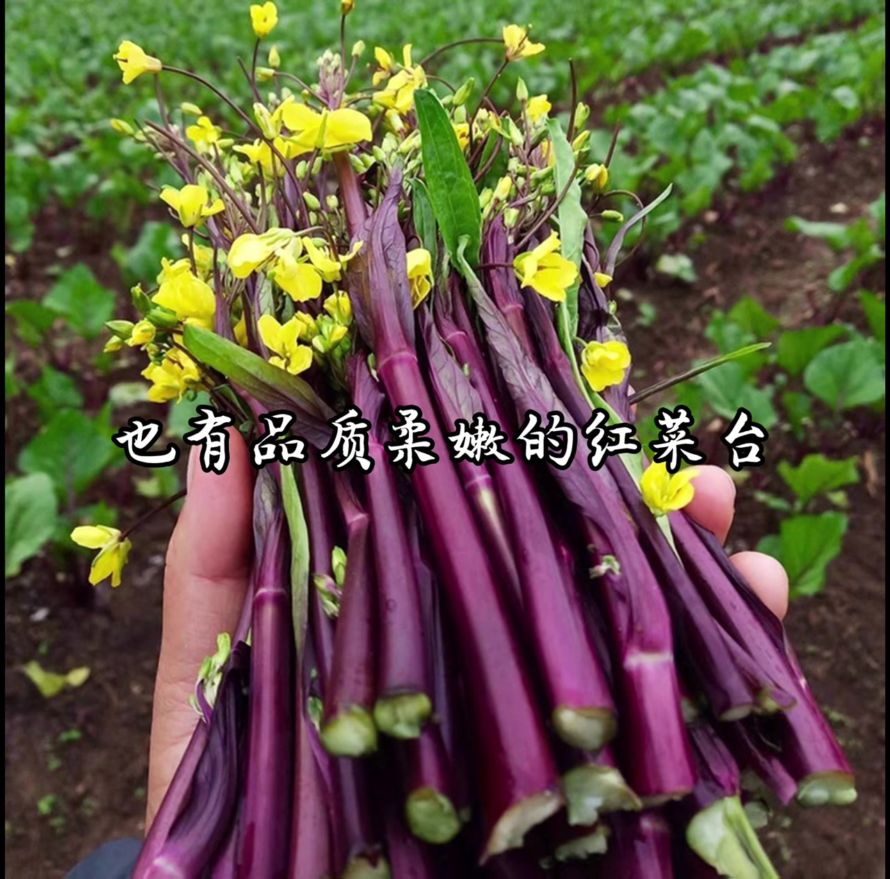 在日常生活中我们都可以看得到各式各样营养丰富紫色叶菜类的蔬菜