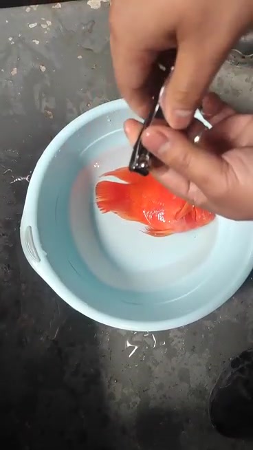 鹦鹉鱼财神鱼及慈鲷科鱼牙齿修剪手术视频(防止打架)
