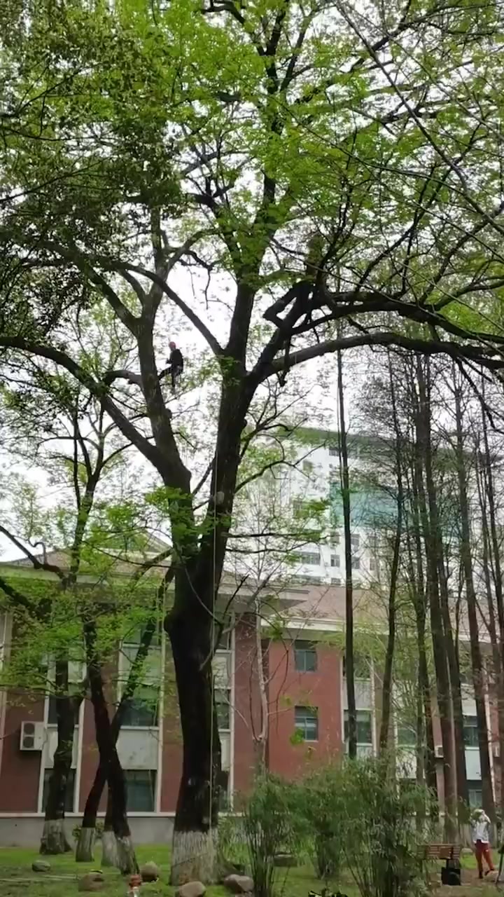 「不挂高数挂高树!大学生校内公然爬树竟是上课」近日,湖北大学的许同学发现有学生在校内“公然