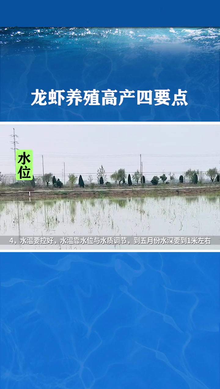 龙虾的养殖方法及条件