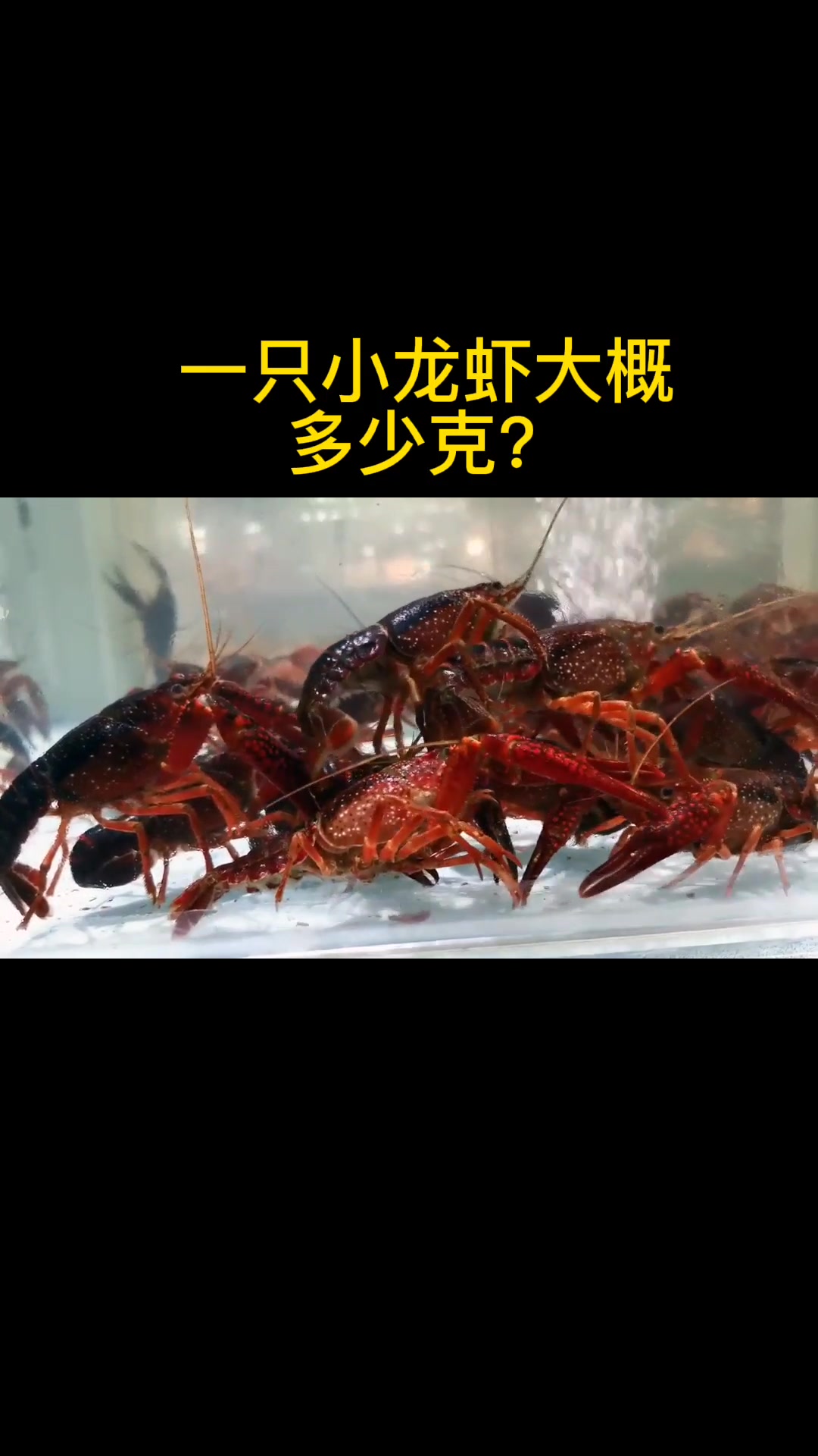 一只小龙虾大概多少克?