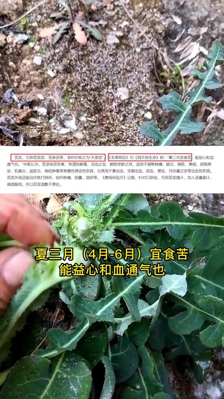 这个季节多吃苦菜好,你喜欢吃苦菜吗?苦菜 野菜 科普 三农 吃出健康 大自然的馈赠