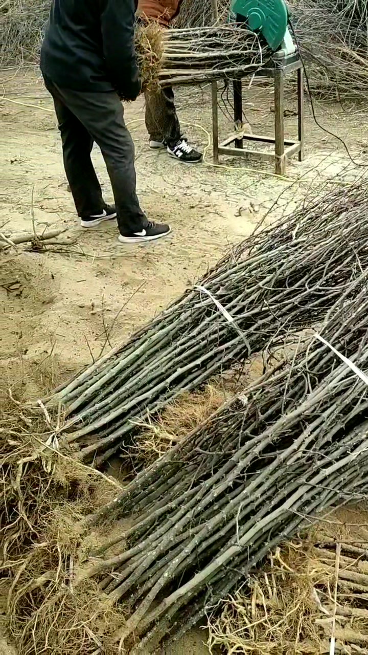 有卖一棵花椒芽苗香椿芽苗,枸橘苗,橘子苗
