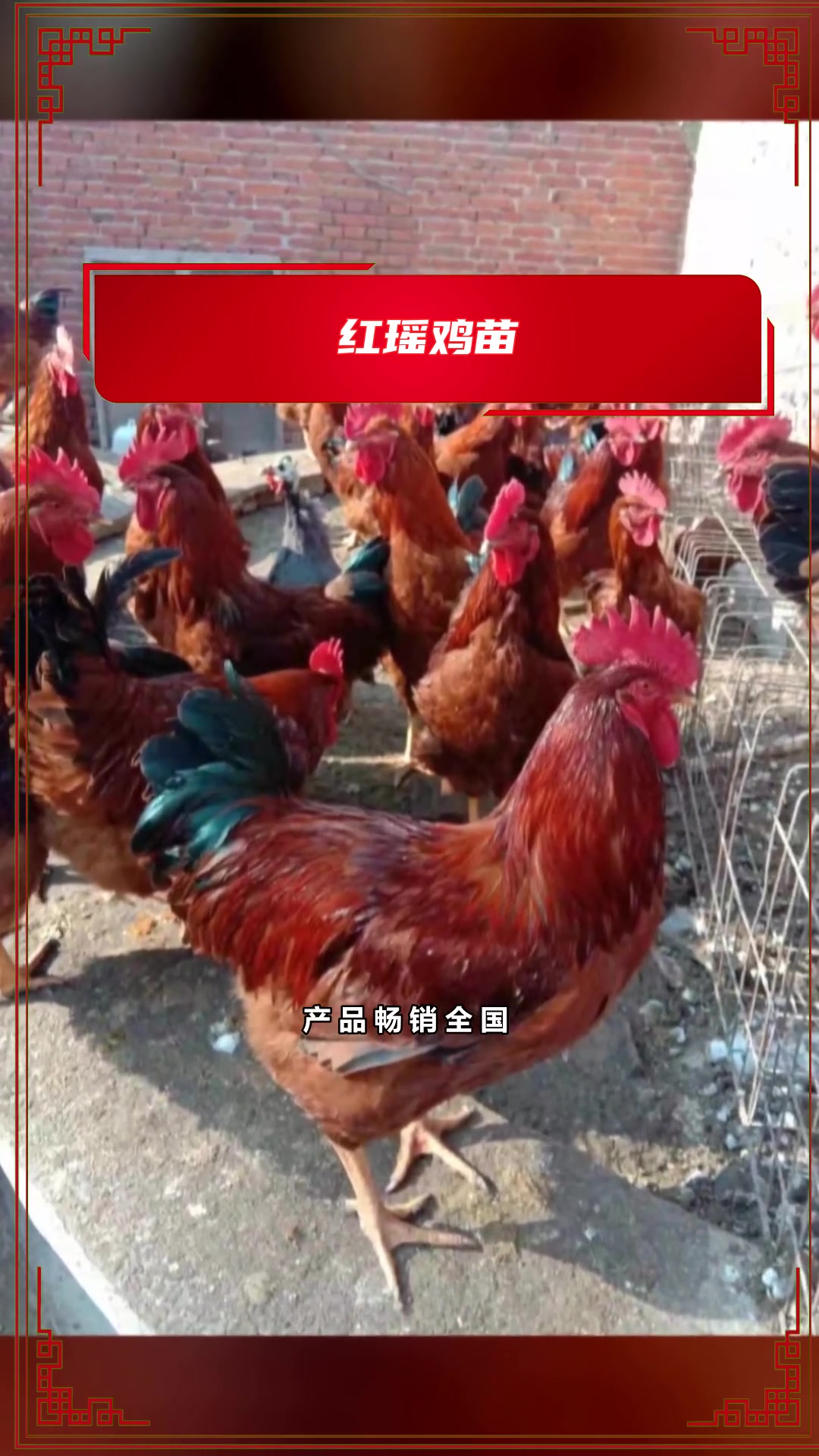 你知道什么红玉鸡苗圈养好?