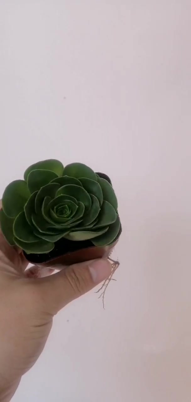 这个植物名字叫酒杯玫瑰属于多肉品种,养好了特别好看