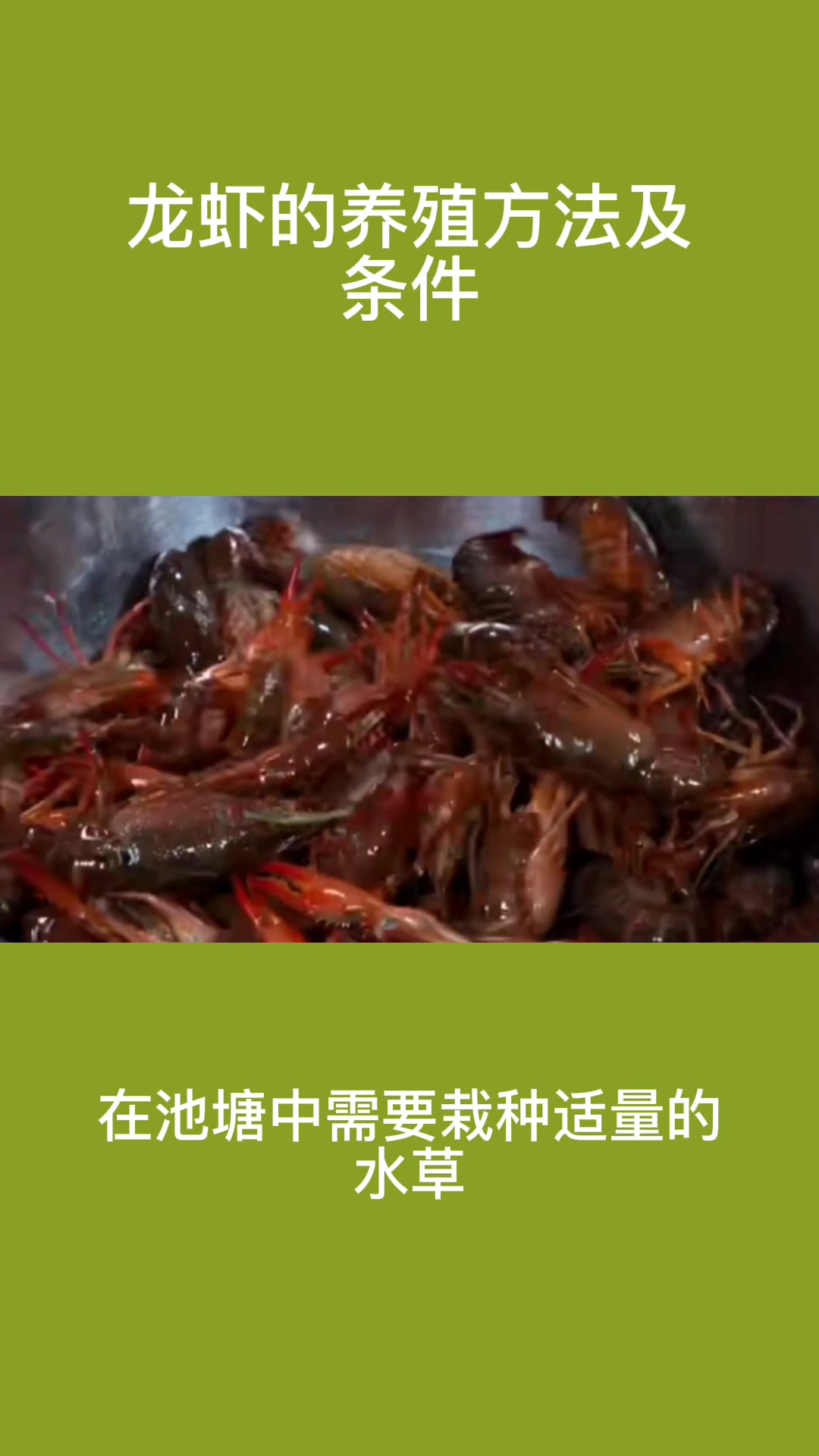 龙虾的养殖方法及条件