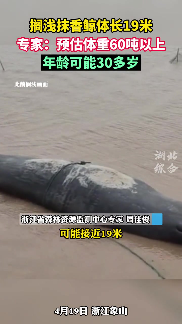 搁浅鲸鱼正往大海深处游去,专家:搁浅抹香鲸体重预估60吨以上,年龄可能有30多岁