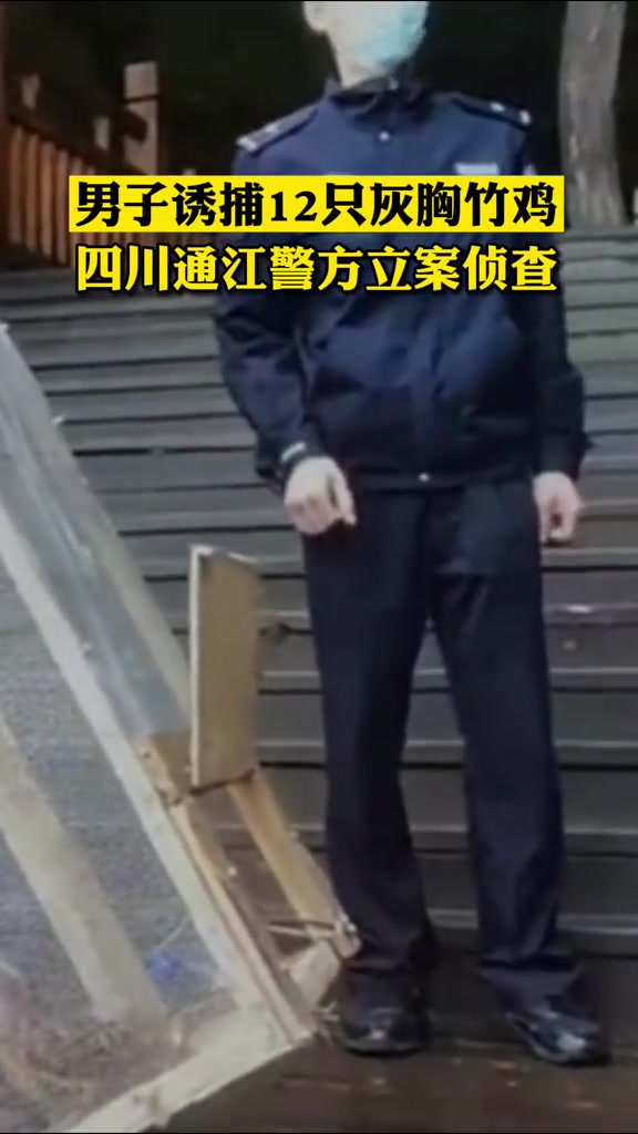 男子诱捕12只灰胸竹鸡,四川通江警方立案侦查!