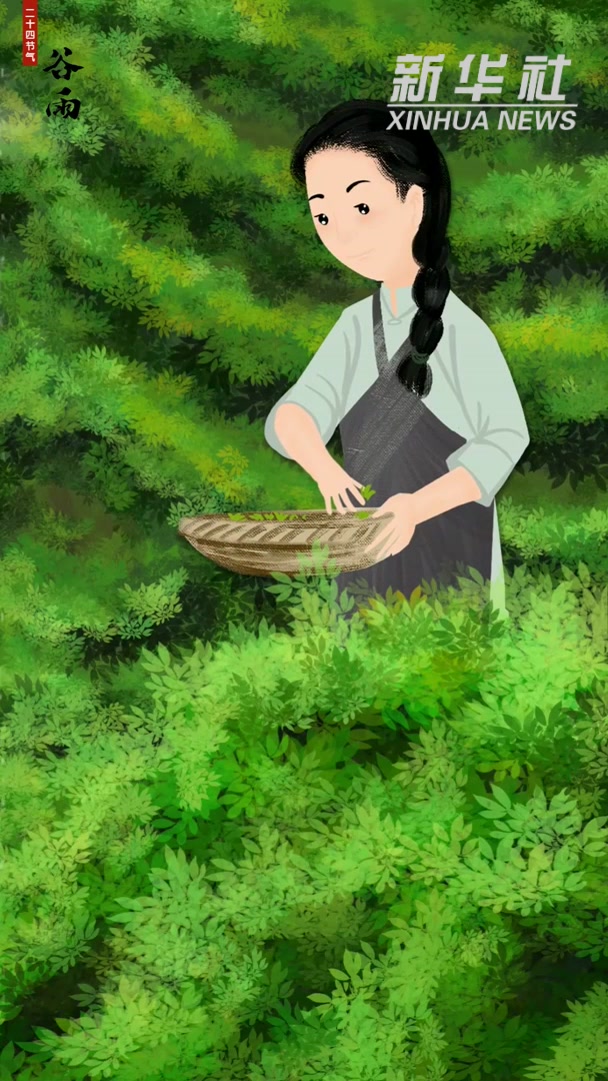 插画短视频丨谷雨茶香