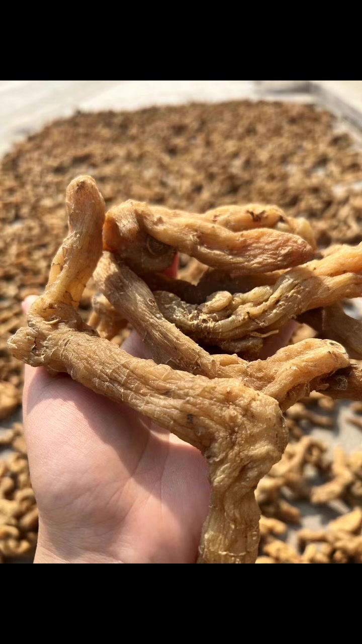 山里的药材鸡头黄精自然晒干