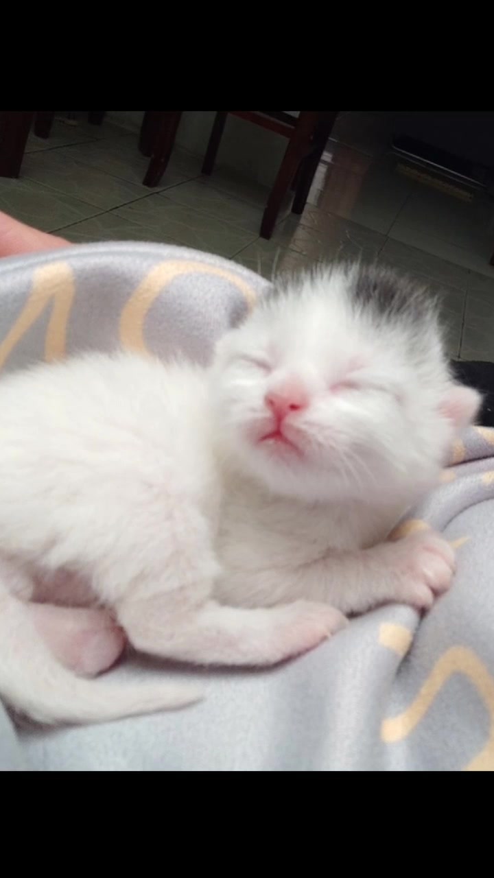 可爱的幼猫图片